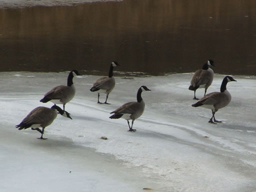 canada_geese_battle_river