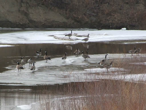 canada geese on river ice