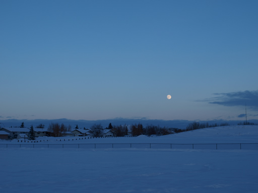 winter moon over bark park